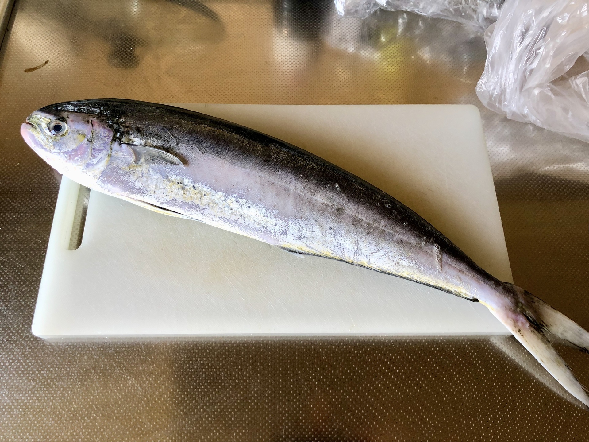 人相は悪いが扱いやすい奴 それはシイラ よしもとのりこdiary